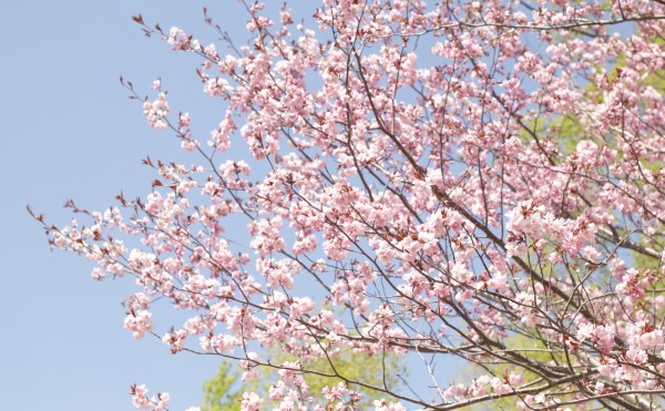 2022年新得神社山桜まつり中止になりました。